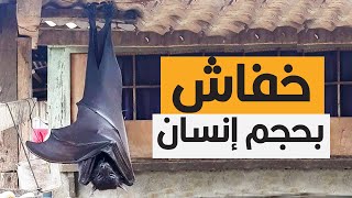 خفاش مرعب بحجم إنسان | الثعلب الطائر