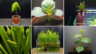 Growing Plants Compilation #2 -  210 Days Time Lapse