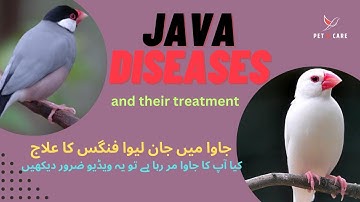 Java diseases , Symptoms , Treatment || Fungus in Java easy treatment || Java Sudden Death Causes ||