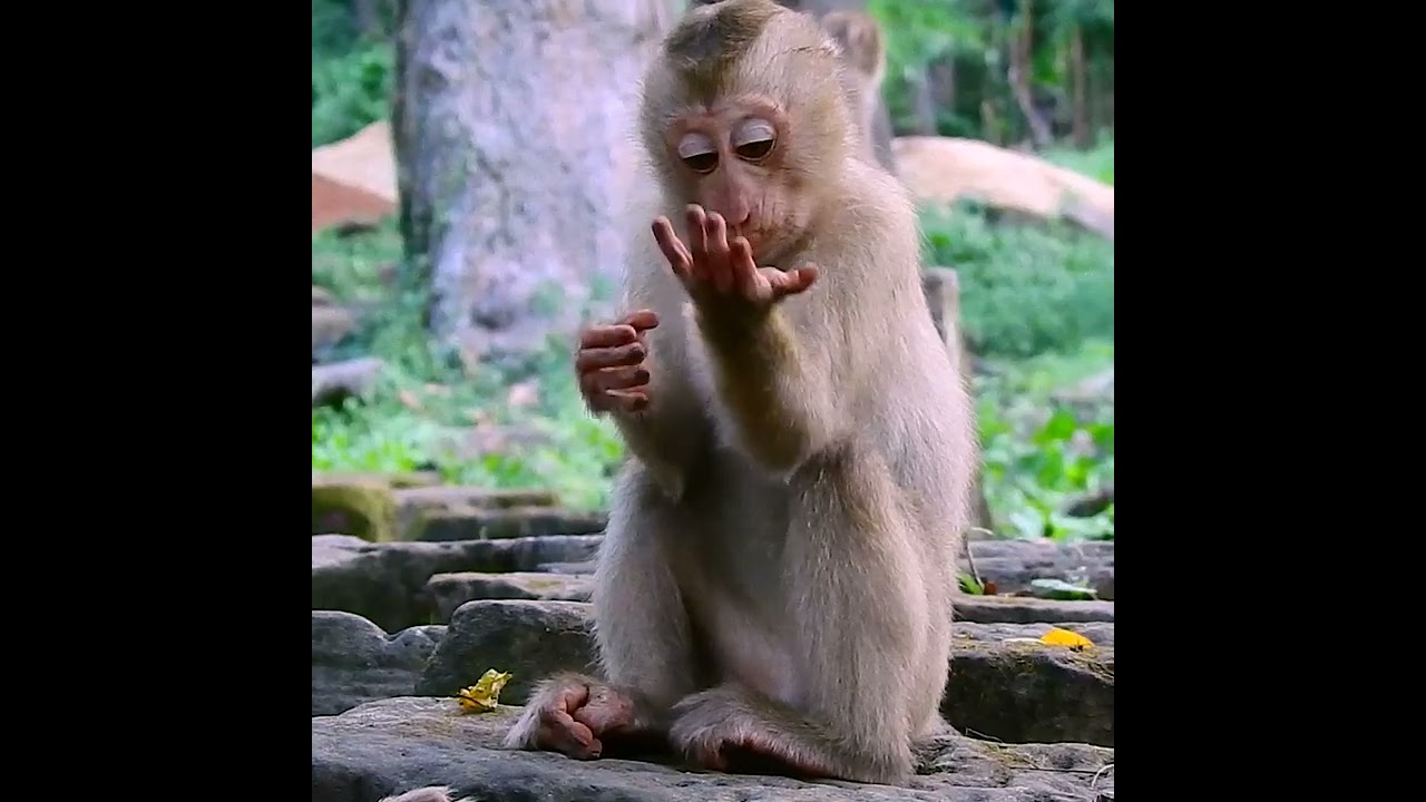 Adorable baby monkey well care by mother