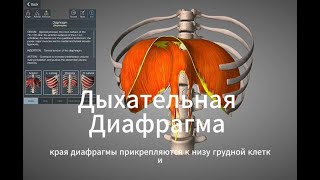 Дыхательная диафрагма.Анатомия.Функции.Как укрепить, растянуть.
