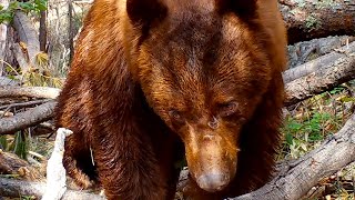 The most helpful bear ever caught on camera by coyotecams 140 views 3 days ago 57 seconds