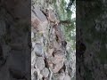 من مدينة الدالي من مدينة الدالي