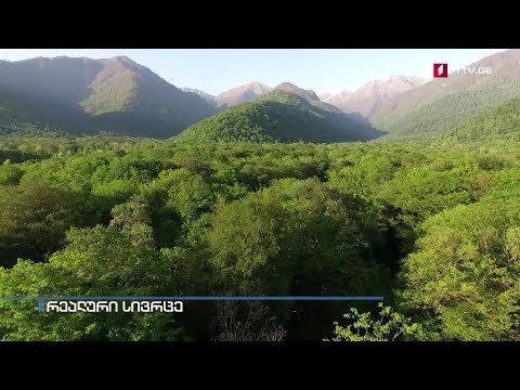 ვიდეო: როგორ იმართება ფოთლოვანი ტყეები?