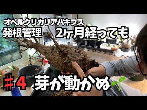 Rooting management for Pachypodium] It's been almost two months