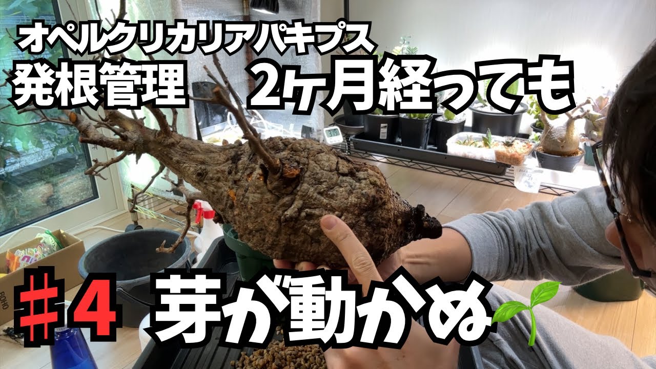 Rooting management for Pachypodium] It's been almost two months