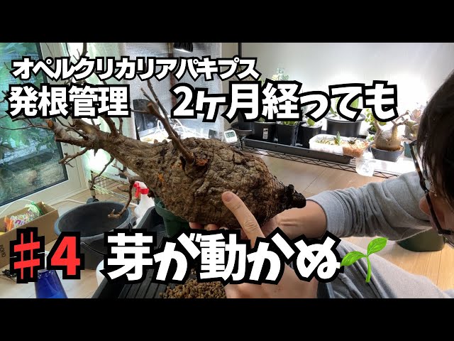Rooting management for Pachypodium] It's been almost two months