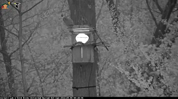 Eldest Barred Owl "April" Fledges, Drops To Ground Below Nest Box! – May 6, 2022