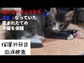 冷たくなっていた子猫の保護、39日目