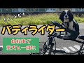 キャバリア チーズと一緒にバディライダーに乗せて風を感じるサイクリング行動#犬#子犬#キャバリア#キャバリアキングチャールズスパニエル#Cavalier