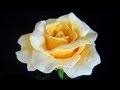 PART 2 of 2: Beaded Roses / Розы из бисера (photos)