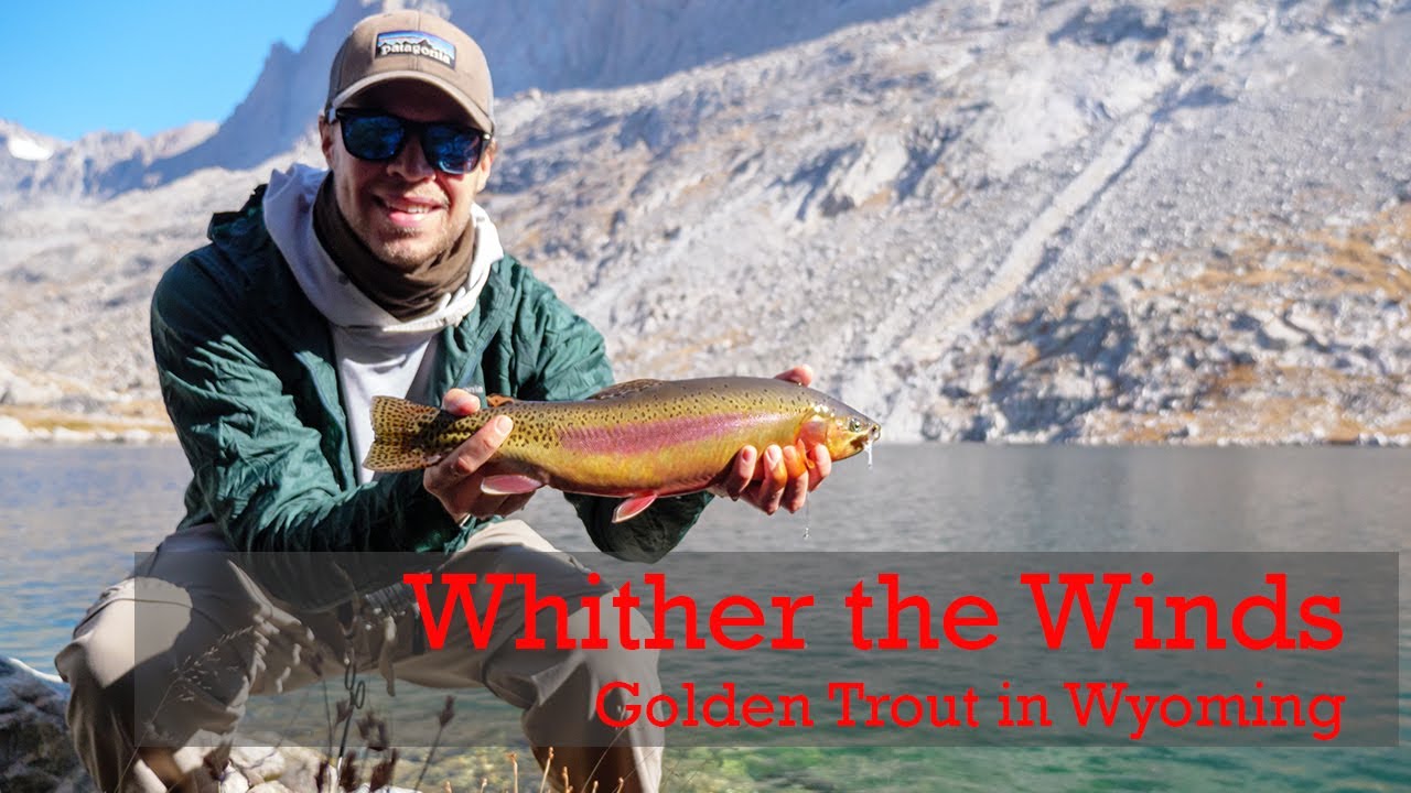 Whither the Winds Fly Fishing for Golden Trout in Wyoming (4K) YouTube