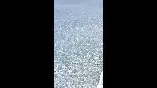 Have You Ever Seen An Ice Lily Pad?