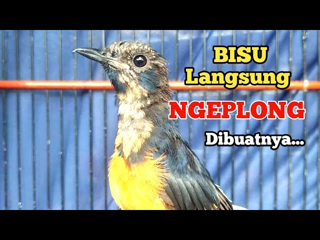 Pancingan murai batu trotol GACOR murai batu pastol NGEPLONG full isian mewah | asmr bird sounds 20 class=