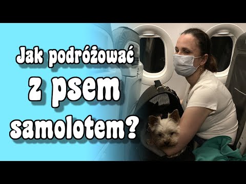 Wideo: Leczenie trzustki u psa