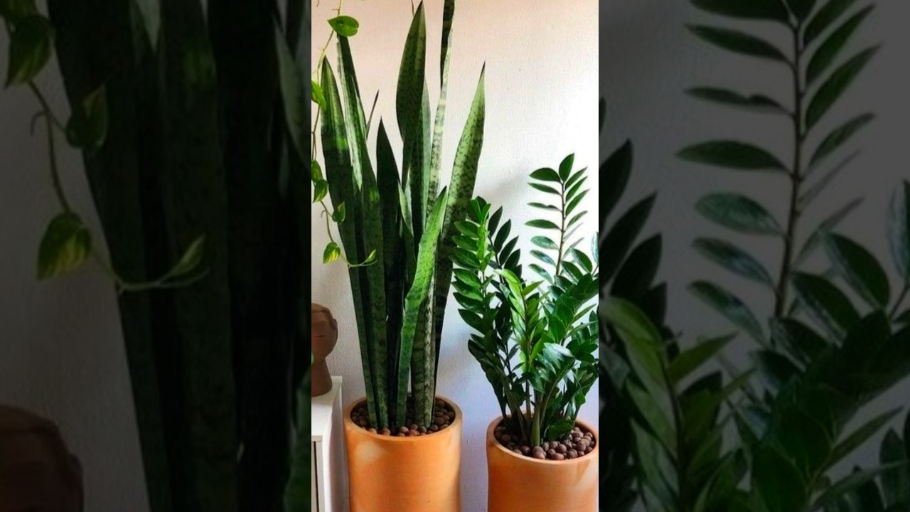 indoor room picture plants video 