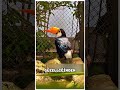 Tukanların gagaları neden kesilir? 🐦  #viral #shorts