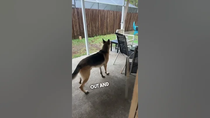 Her dog’s reaction getting scared by thunder is hilarious 😂 - DayDayNews