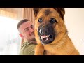 When another Dog wants attention from a German Shepherd Owner [Most Jealous Dog]