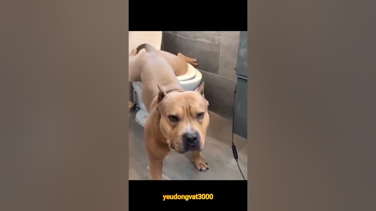 Funny Dog shorts 1 - YouTube