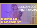 ✅ NO ME ACLARO EN LOS CONCURSOS DE CANARIOS 🐥