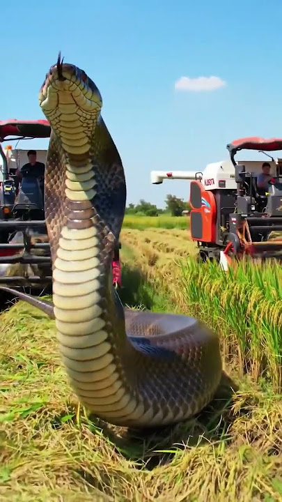 #Kubota #Snake #RiceHarvester  #Anaconda#SnakeVsMachine  #HarvestSeason  #KubotaPower