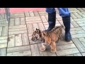 アムールトラの赤ちゃん 浜松市動物園  a baby amur tiger in Hamamatsu city zoo!