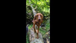 Ripley Our Vizsla At Eight Months Old