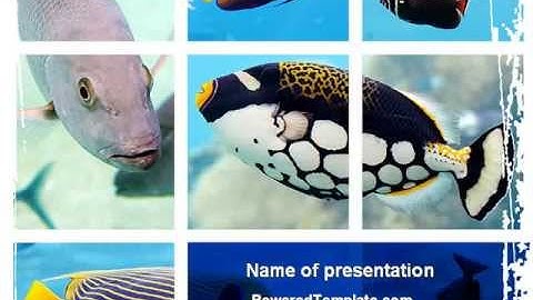 Tropical Fish Collage PowerPoint Template by PoweredTemplate.com