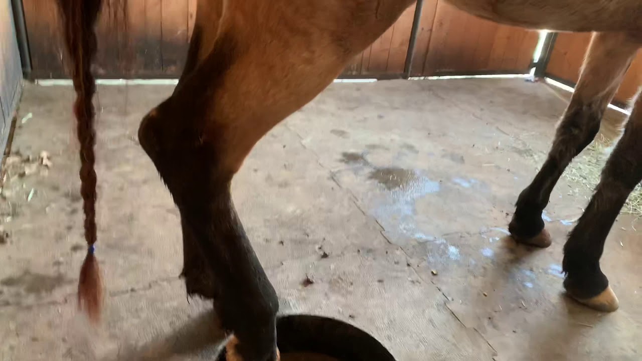 Keeping stall clean and dry trick while cleaning hooves YouTube