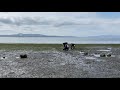 Watch clamp digging at Padila Bay, WA - Shooting 4K video