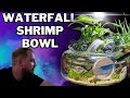 The shrimp bowl ecosystem for my table with skittles shrimp