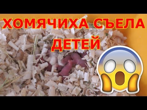 Хомячиха съела детей