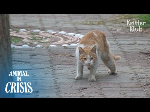 &rsquo;AIUTO!&rsquo; Gatto randagio chiede aiuto al suo amico (parte 2) | Animal in Crisis EP104