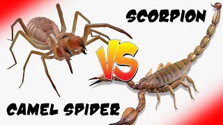 Camel Spider vs Bark Scorpion - Who Wins? [Epic Bug Battle] [High Definition]