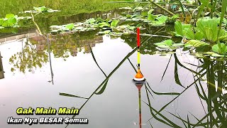Rejeki pemancing liar nemu kubangan sungai banyak ikan babon || mancing ikan nila