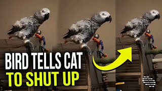 Bird Tells Cat To Shut Up When It Meows
