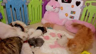 JUST CATTING  KITTEN LIVE STREAM