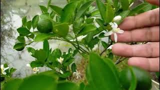 Musim hujan jeruk kasturi berbuah lebat dan bunganya ternyata wangi banget