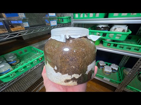 アゴが太くなる血筋のクワガタが羽化してきたので掘り返した結果