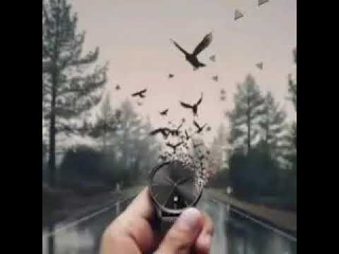 عندما تنضج طارق حامد