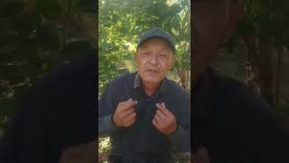 картинка: сынган кылыч  Мусулманкулдун  өлүмү  кыпчак балам тоого кач  кыргызым биз тарыхсыз эл эмесбиз