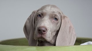 Weimaraner and Cats