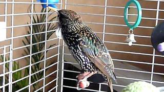 Download Lagu Motzart  The Starling 2010 MP3