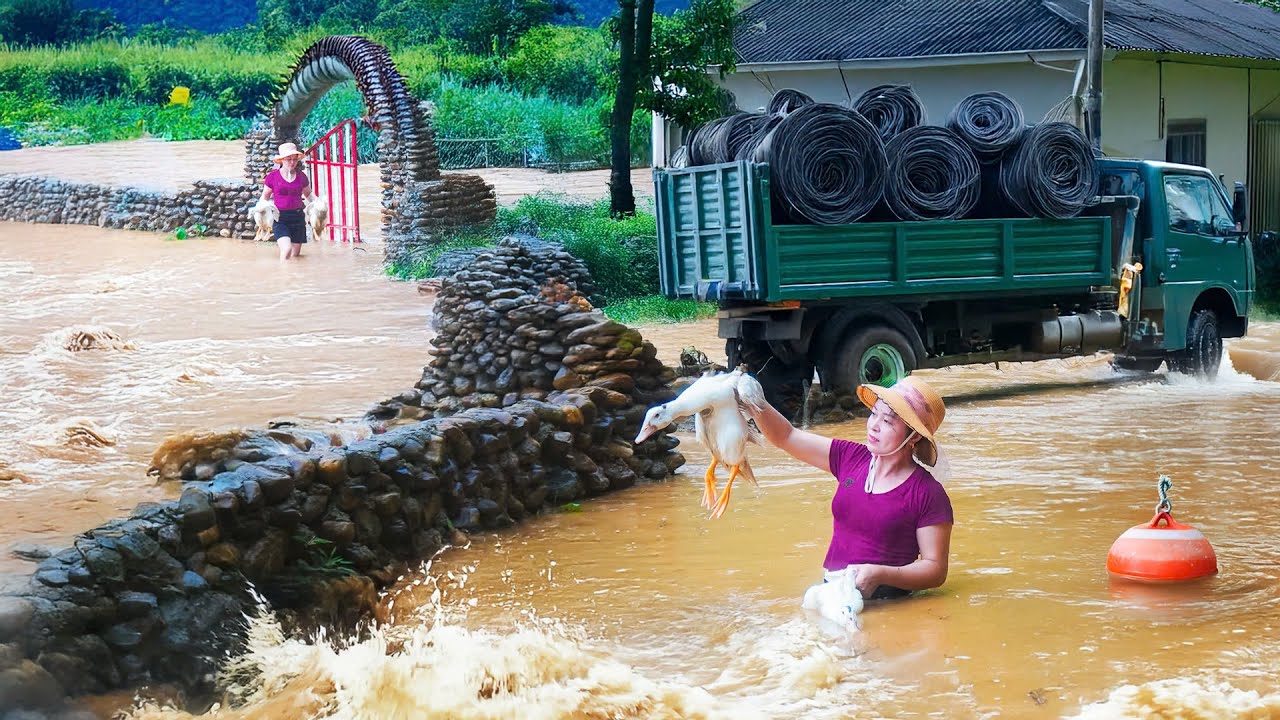 Historic Floods Caused by Typhoon Yagi - Rescue Livestock and Poultry From Flood | Đào Daily Farm