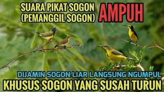 Suara pikat sogon pemanggil sogon liar ampuh 