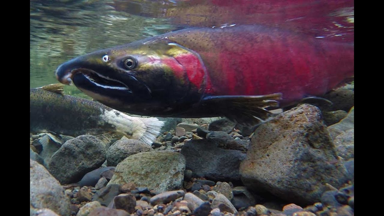 Adam Rivers Ct Reflections from Adams River - YouTube