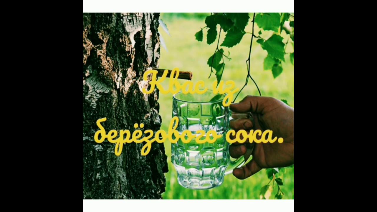 березовый сок прикол. поила меня березовым. добыча березового сока. поила меня березовым соком. поила меня березовым.