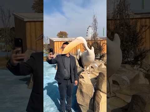 Этот ПЕЛИКАН ест ВСЁ! Даже КАПИБАР?!! 😱🦆