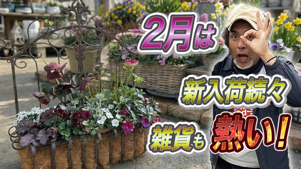2月のガーデニングは雑貨で遊ぶ！クリスマスローズ・ラナンキュラスでシックな寄せ植え☆
